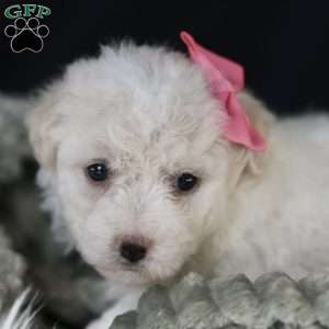 Brianna, Bichon Frise Puppy